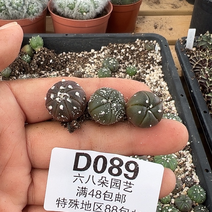 诚***麻089号实生兜3个多肉植物