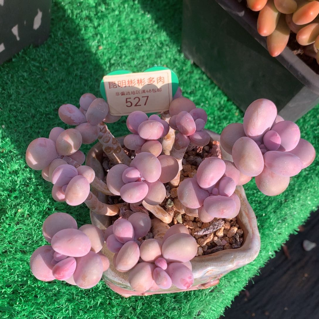 桃蛋老桩无砍527