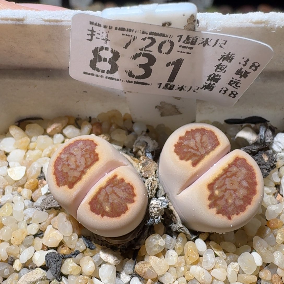 Sss生石花便宜卖了831晕染