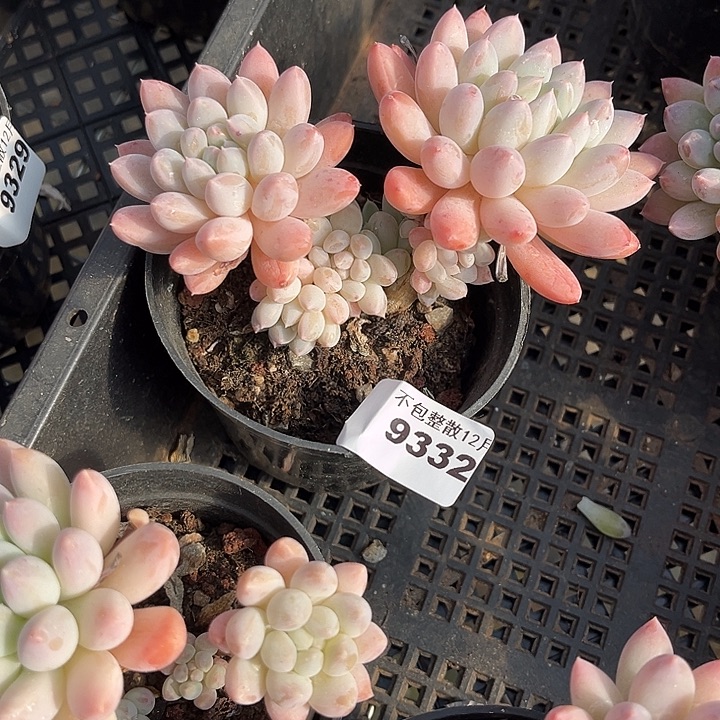 阿雅园艺。        9332