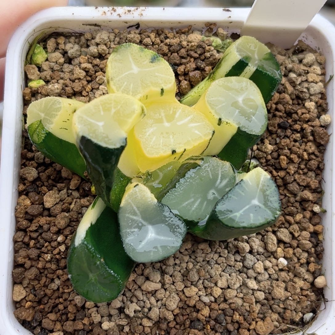 14玉龙万象锦福利专场