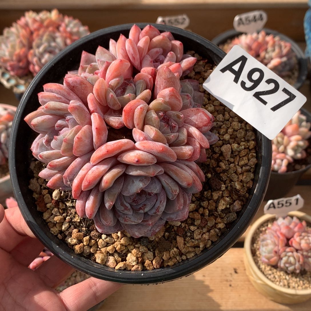 A927 7头橙梦露 有砍