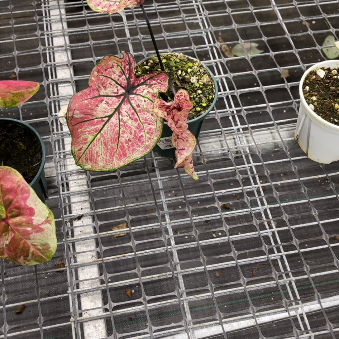 一***妮无花朵        481点点不包售后