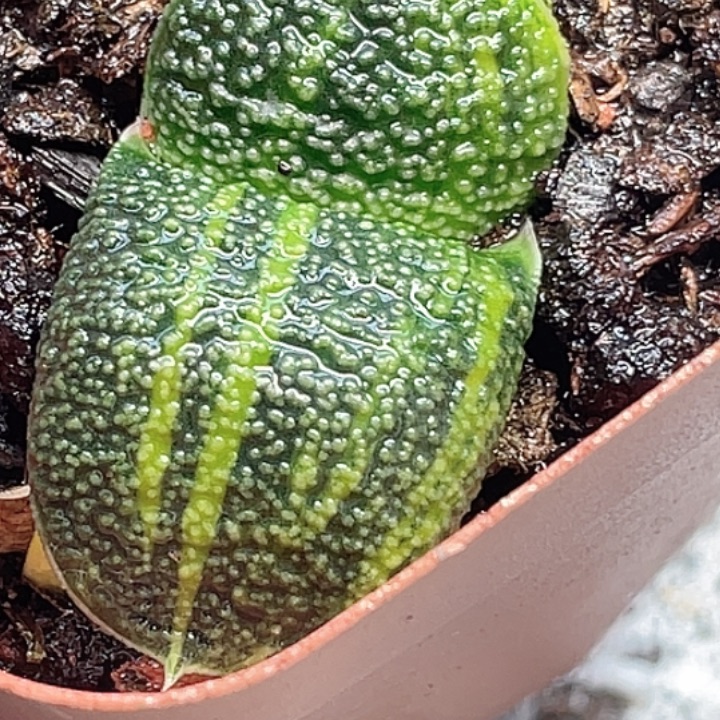 一物一拍竞拍福利拍