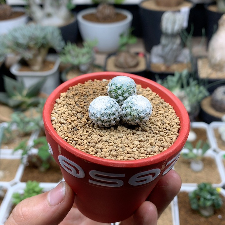 实生白鸟仙人球带盆