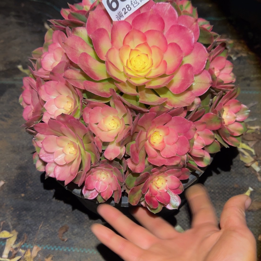 多肉植物630荔枝的