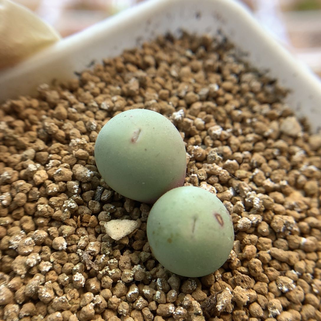 433V嘴 清货 肉锥植物