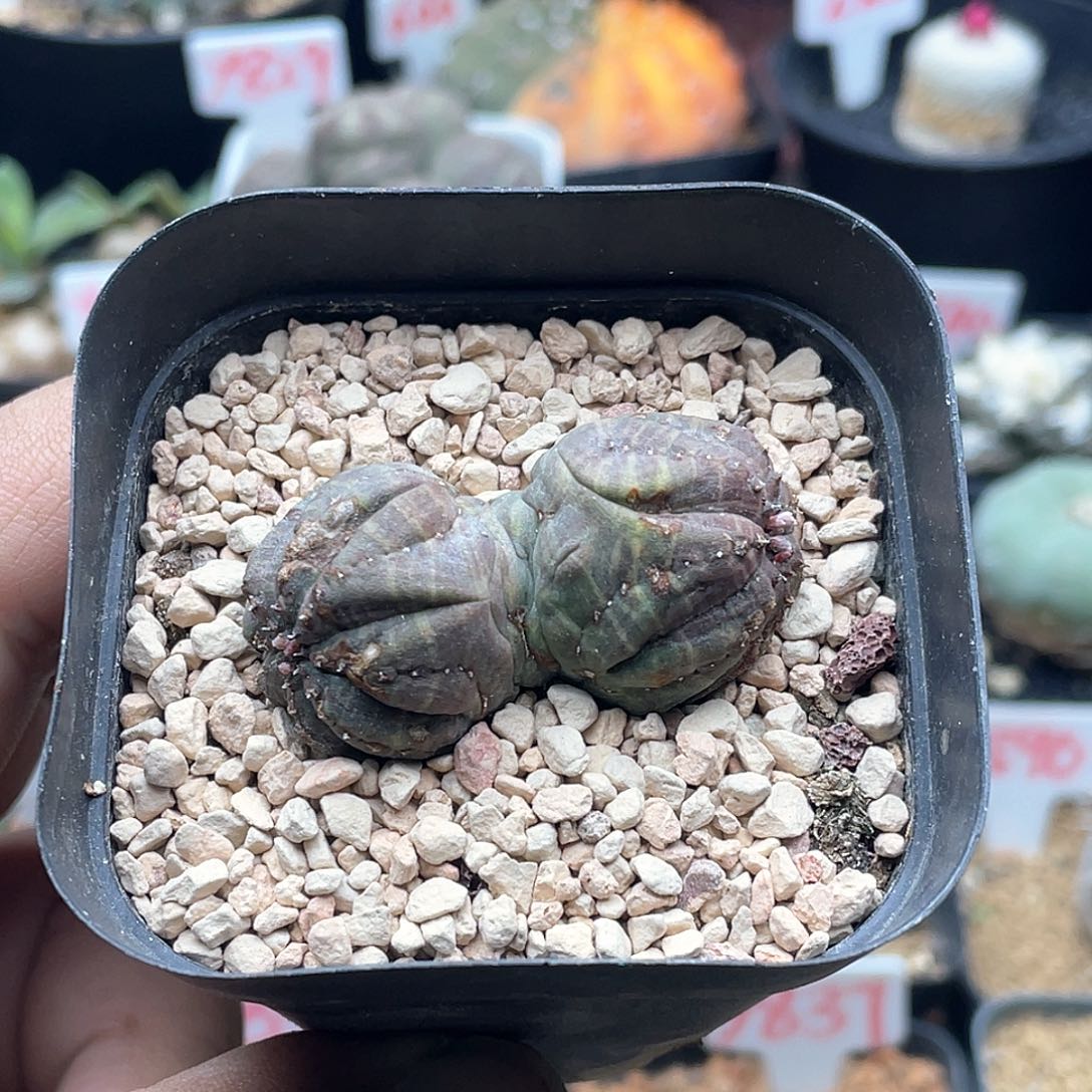 双头欧系布纹球仙人球