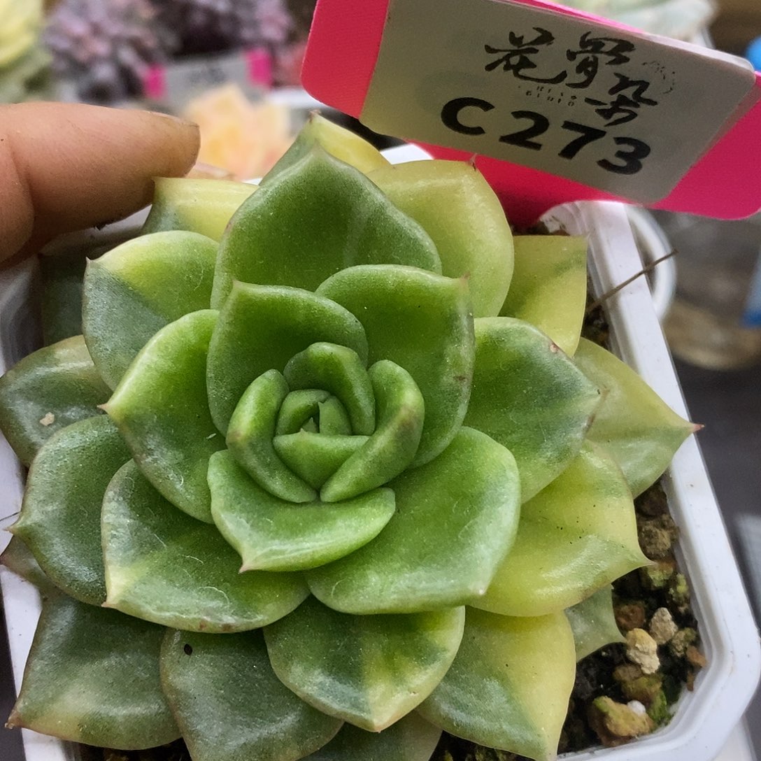 273白玫瑰哈哈哈哈