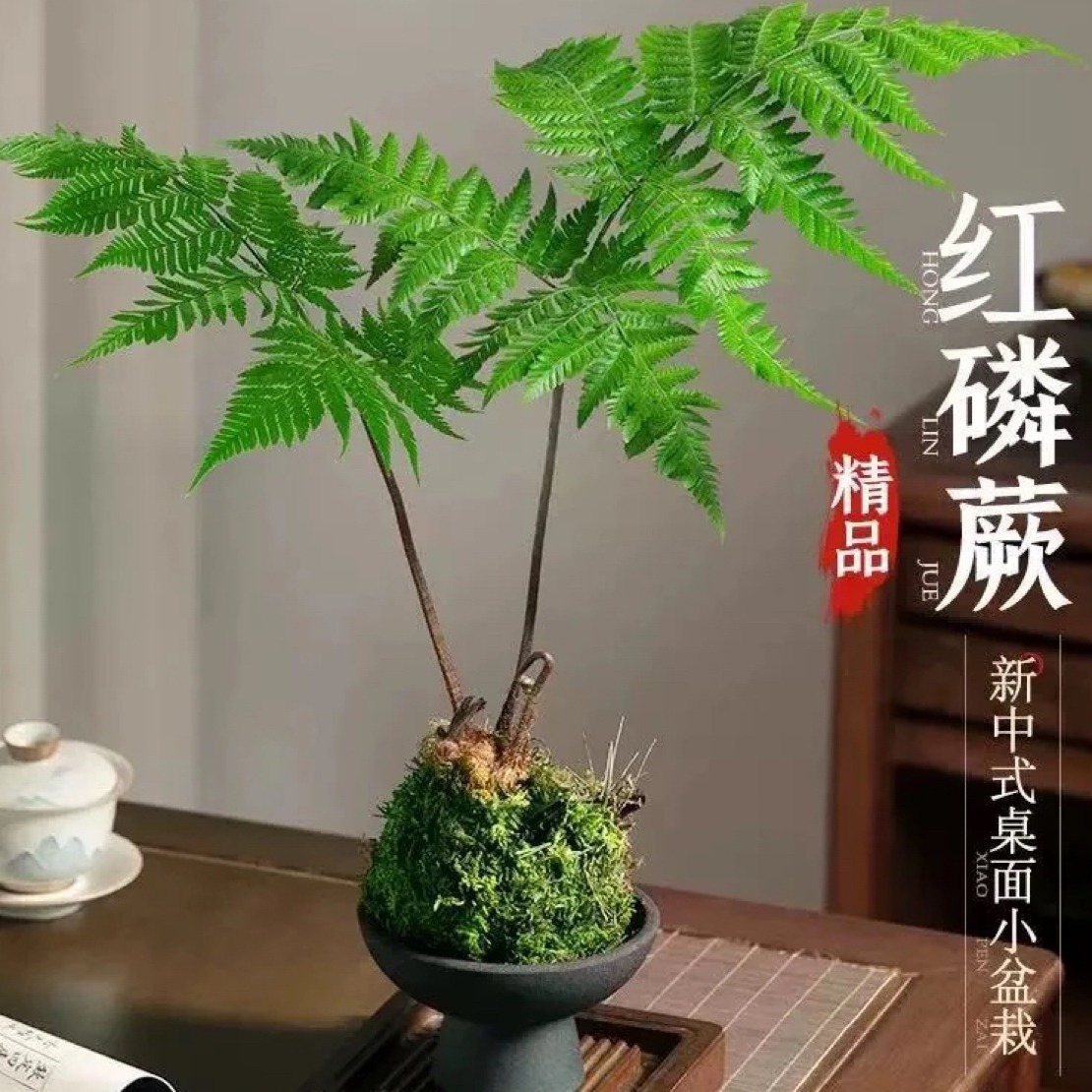 一物一拍  基地出货金丝虹麟蕨高端盆景 水培植物室内好养绿植