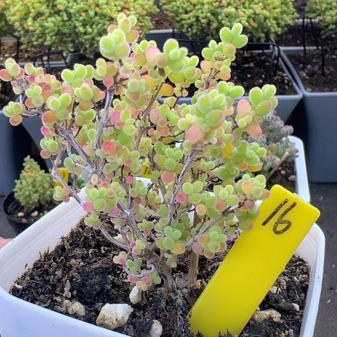 蜜橘糖球16号6.5cm盆