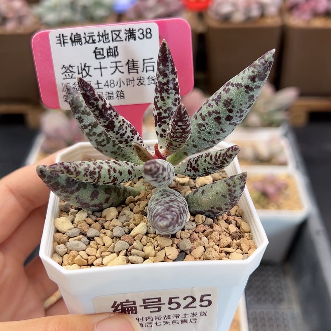 525黑鹿多肉植物