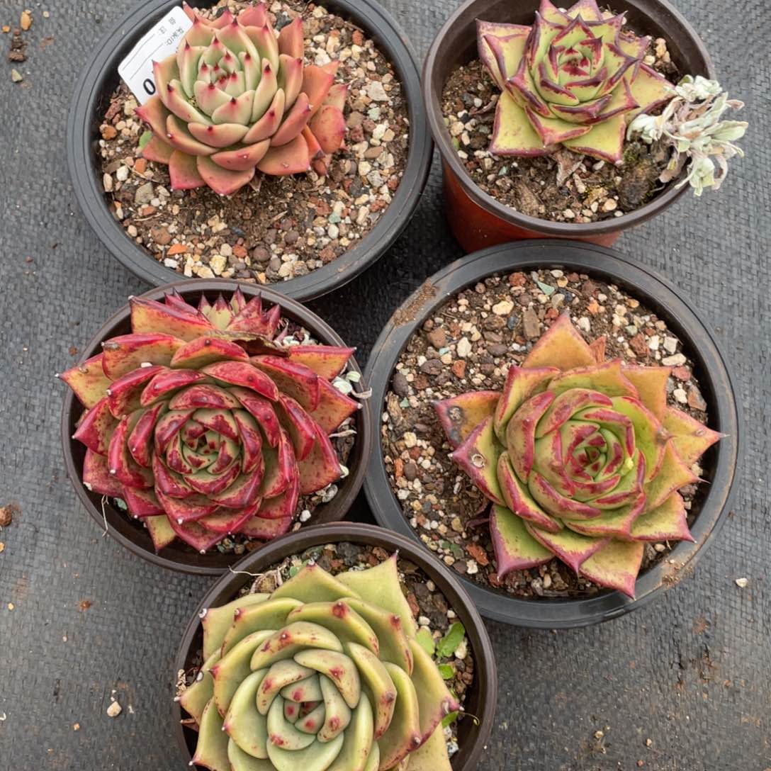 无花朵若如东云组拍D010