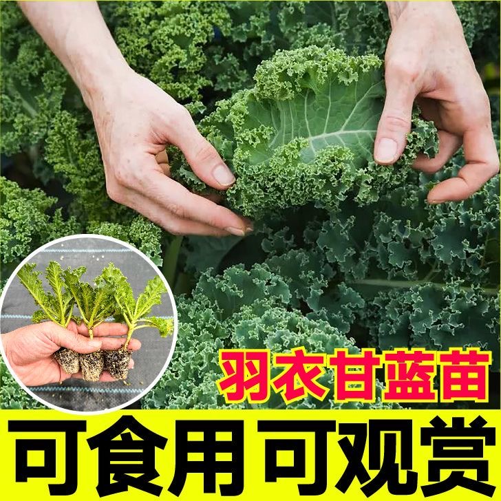 绿羽衣紫羽衣甘蓝苗食用两用蔬菜女王粉紫羽衣种子四季盆栽高产