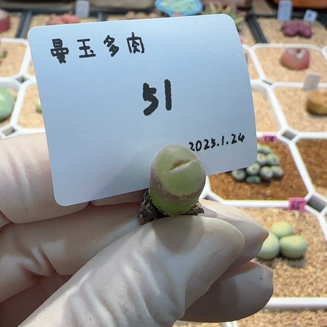 多肉多肉多肉1.24-051安格