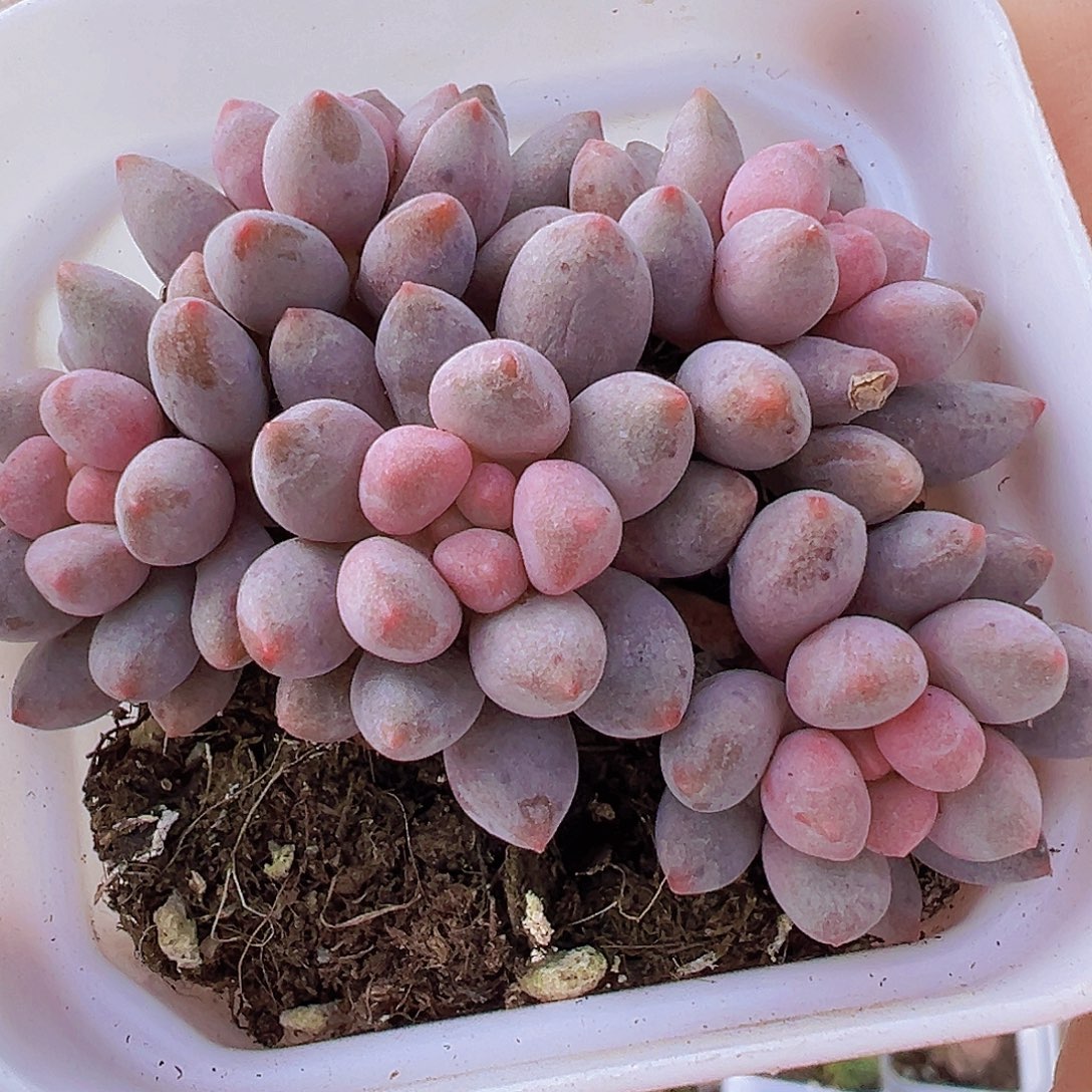 蓝舌群5头起19包邮多肉植物