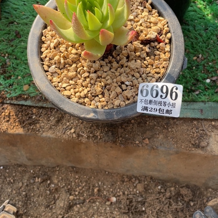 696号坎戴多肉植物