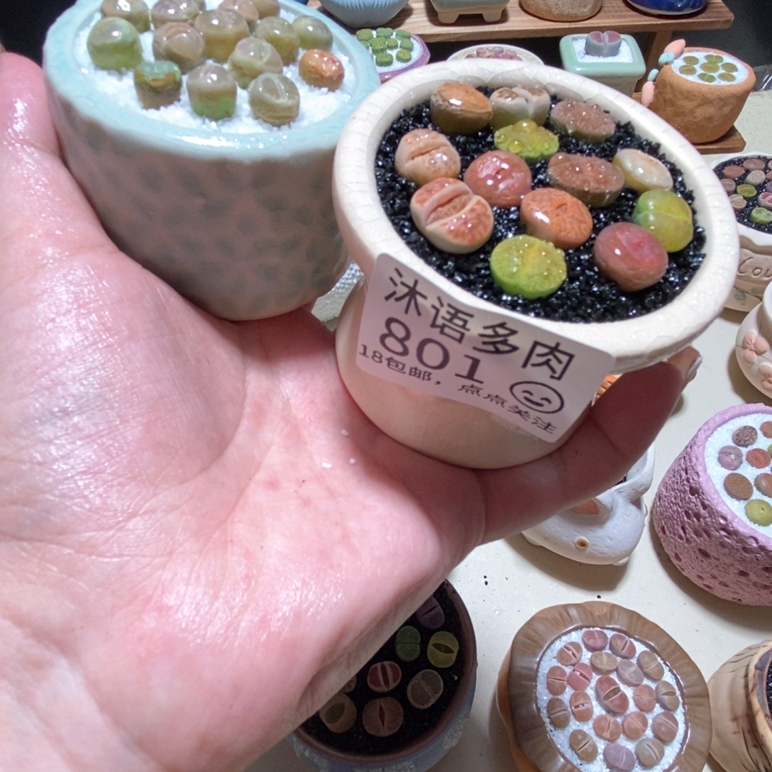 所见即所得 一物一拍801