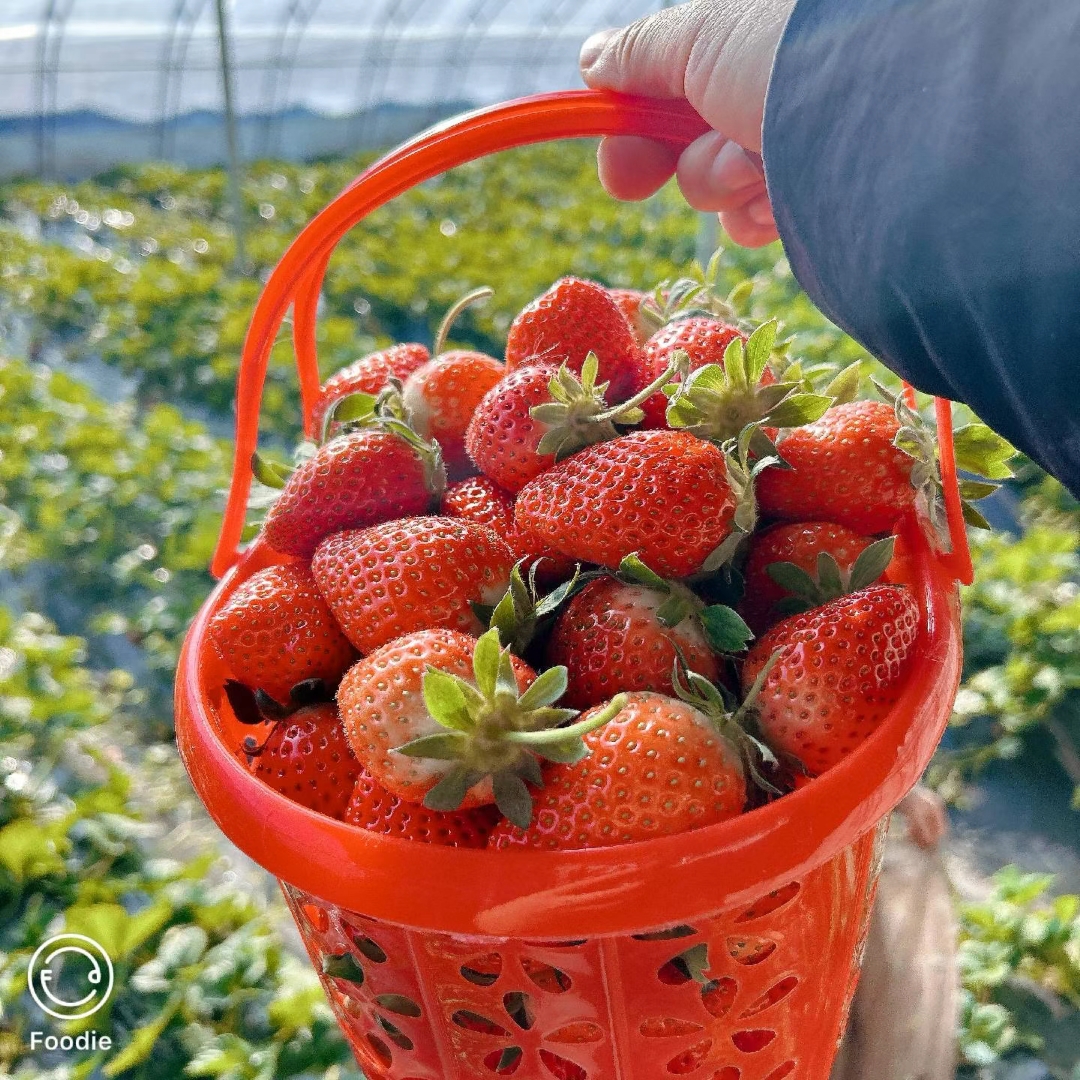 宝坻小韩草莓 大棚现摘 59.9一斤装（城区免费配送）