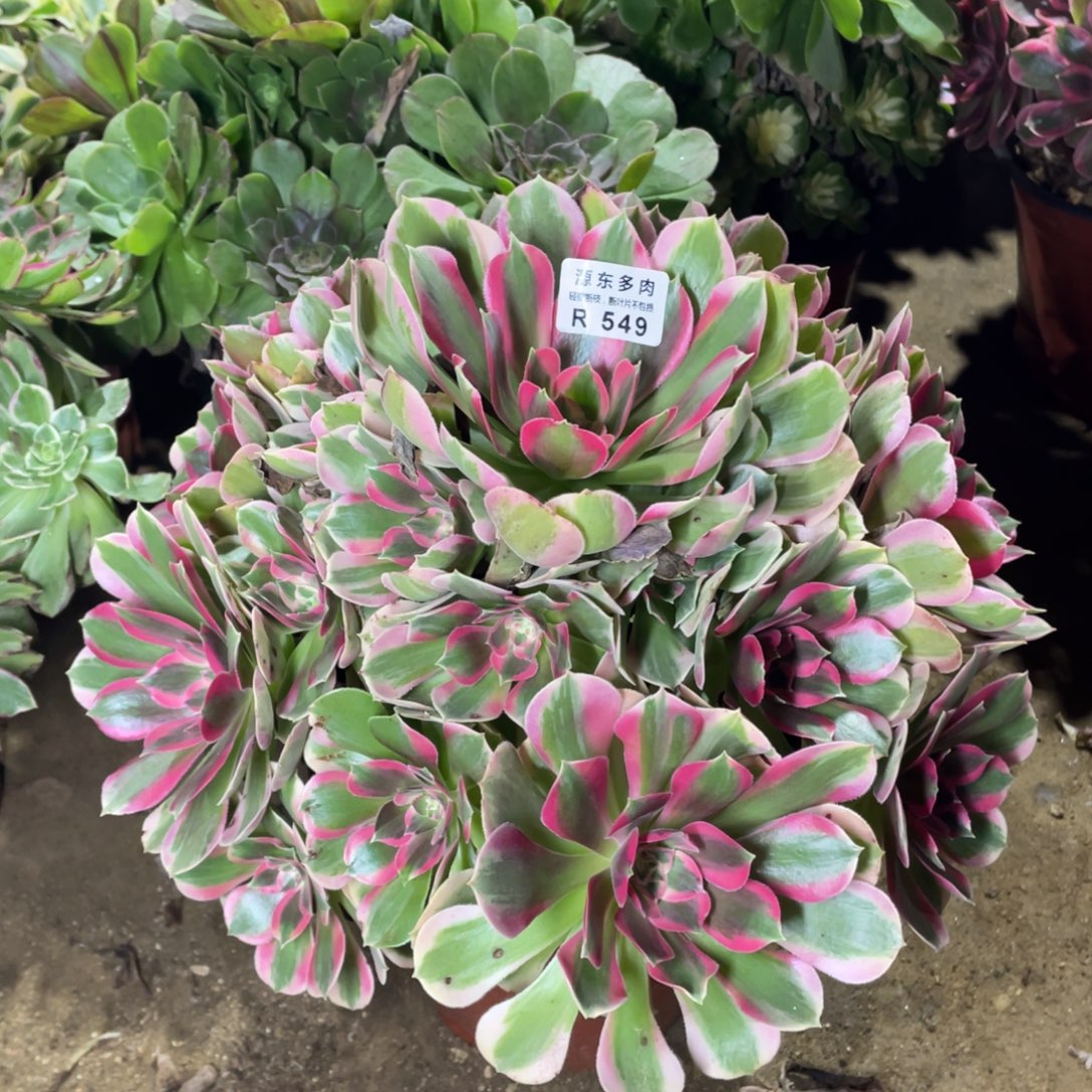 549妖月多肉法师断枝不包