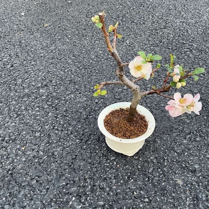 冬阳景盆景造型盆栽