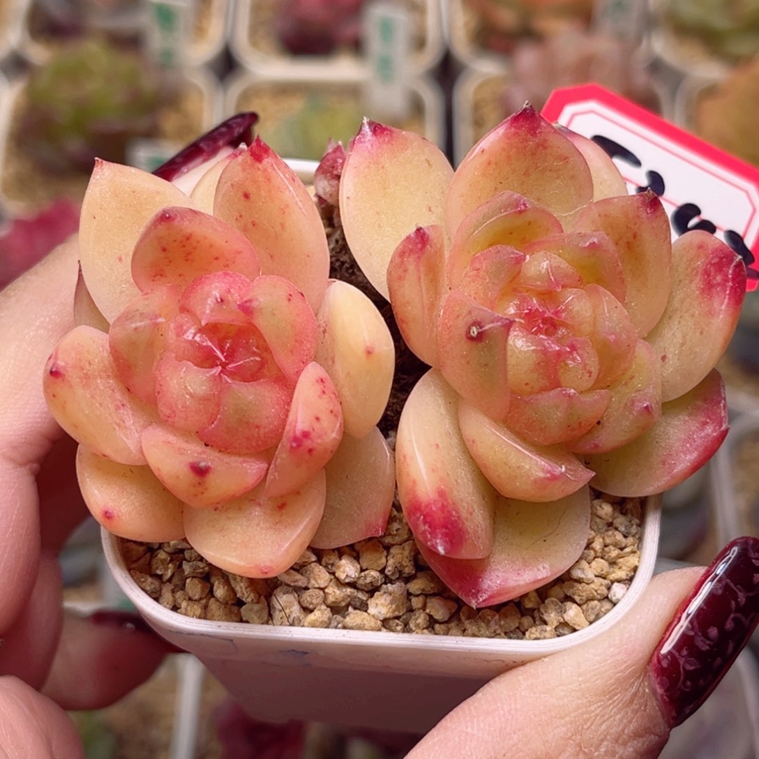 F342一物一拍 富的流油