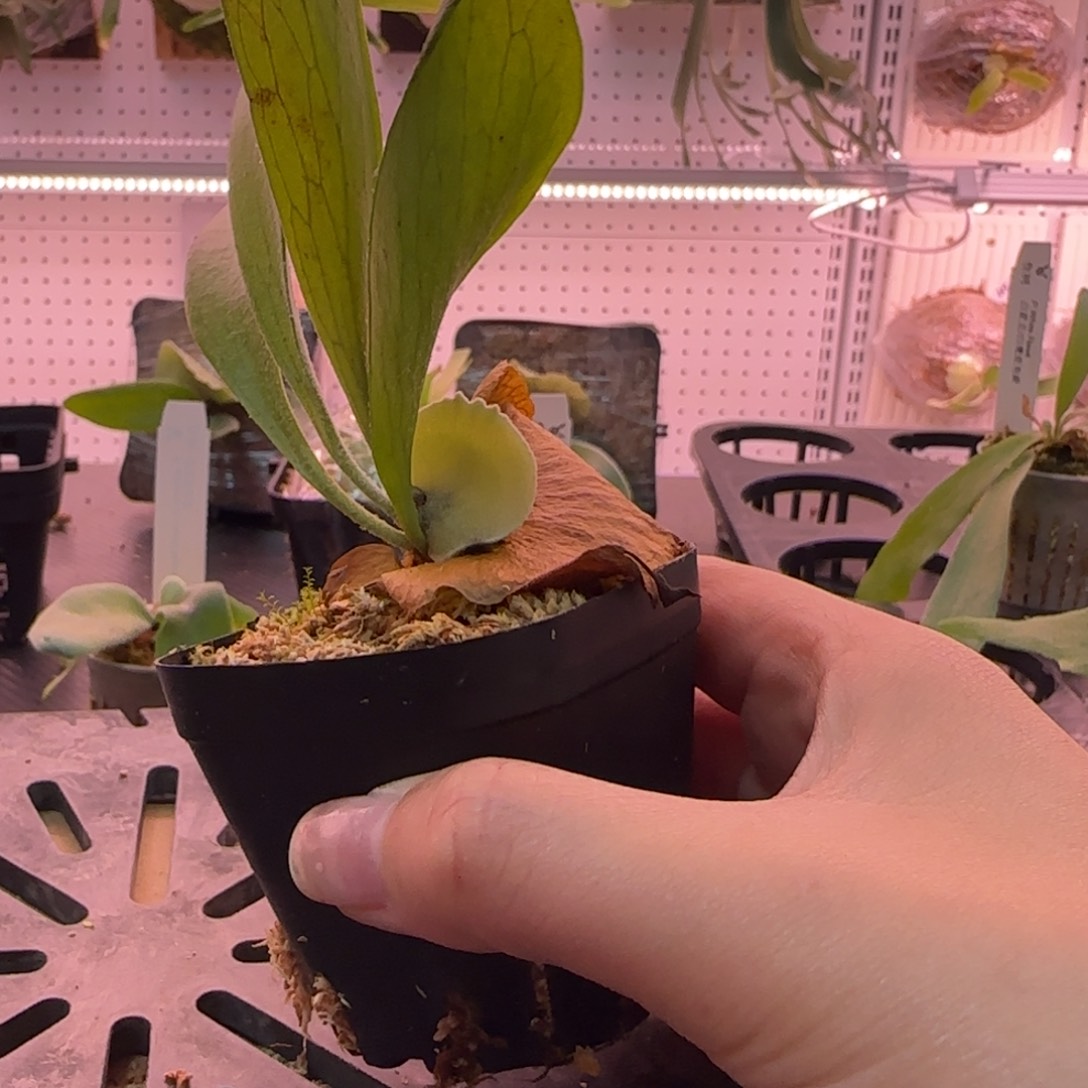 雷电鹿角蕨孢子苗