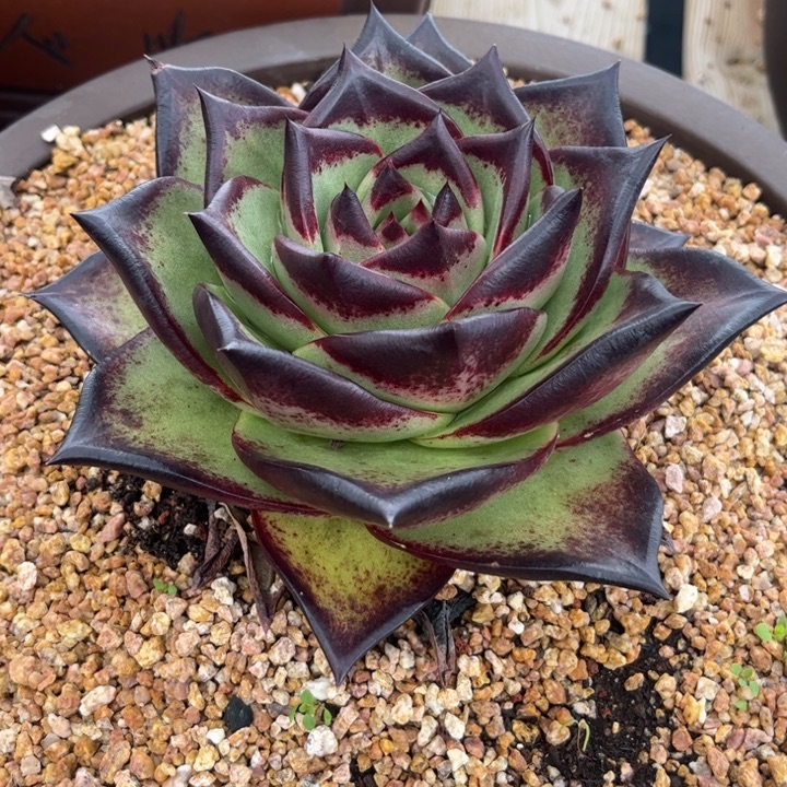 发愤图强111111111111