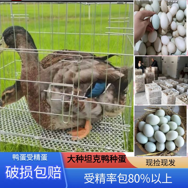 农村新鲜散养大种番鸭坦克鸭受精种蛋顺丰包邮