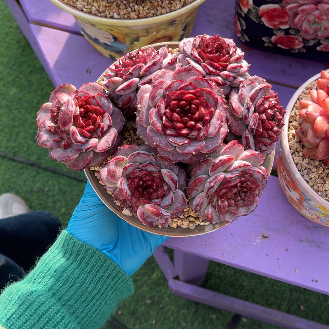 天鹅绒老砖一物一拍