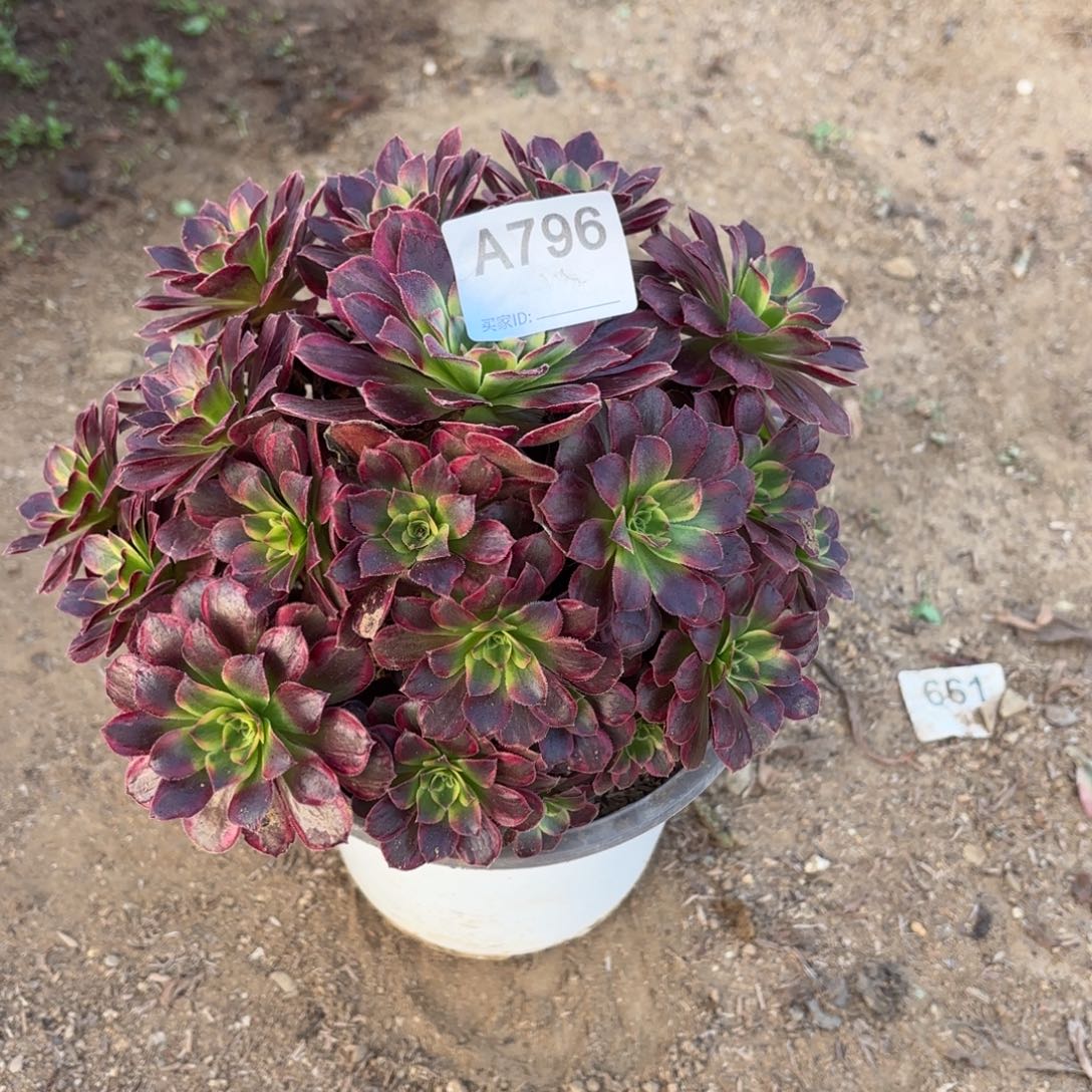 安娜多肉断枝不包796