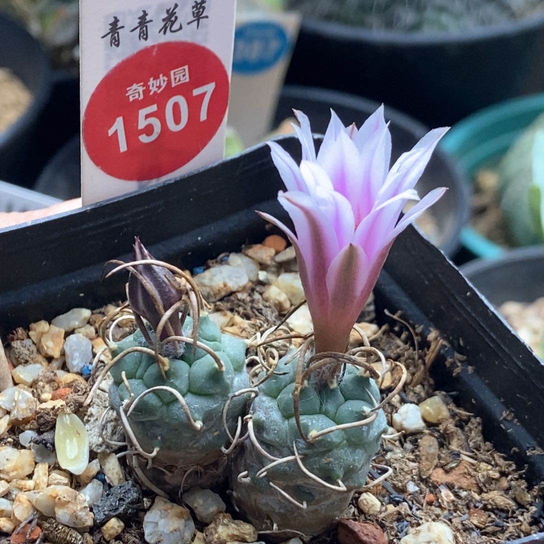 实生紫丽长刺乌城丸娇丽一颗