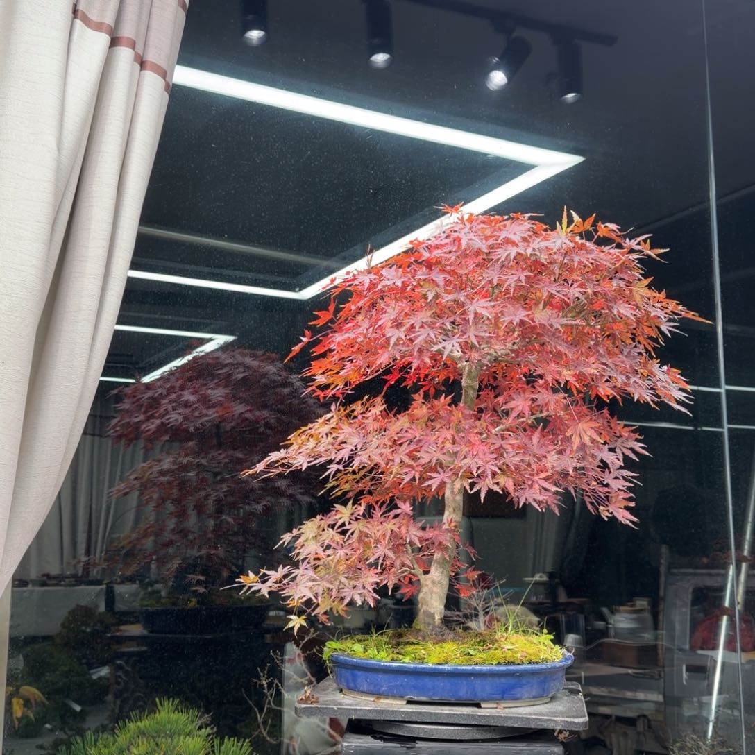 浮***生无花朵花卉苗木花卉苗木