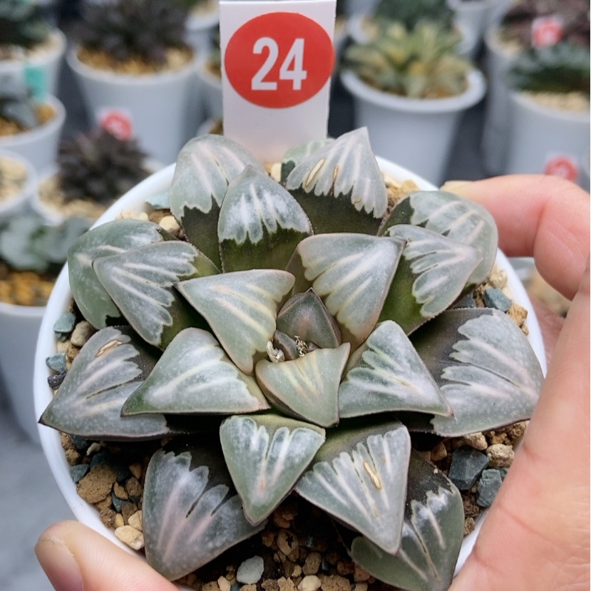 【闪购商品】24雾之喷泉