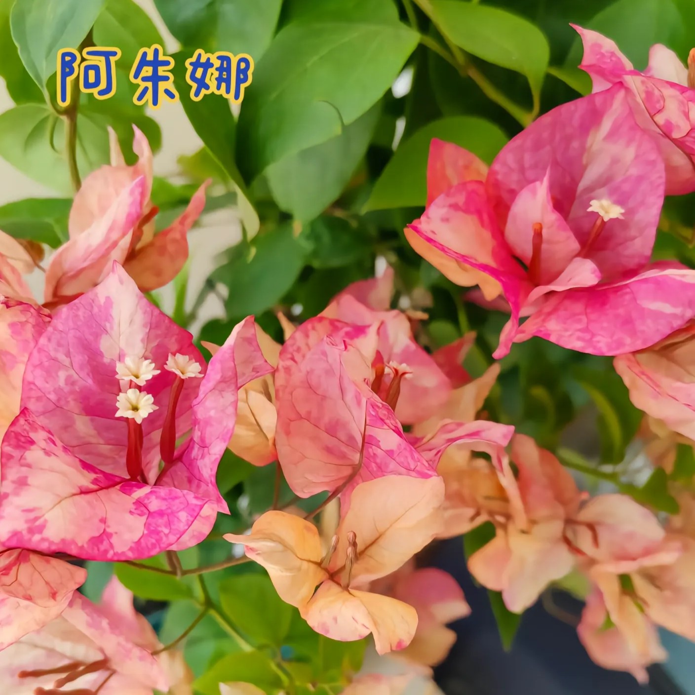 三角梅绿植盆栽花卉品种阳台庭院楼顶易养活改价链接