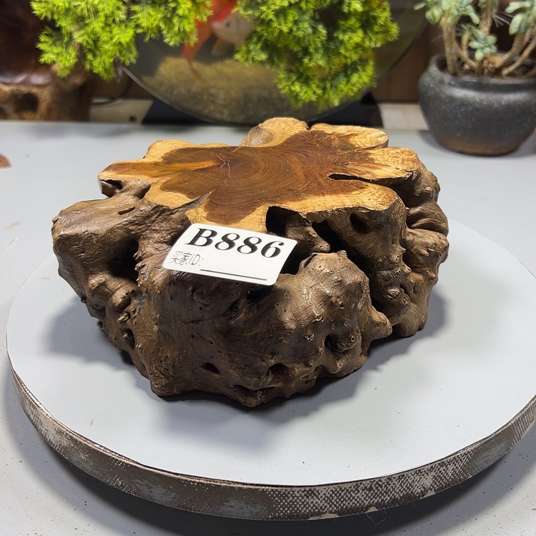 大果紫檀（缅甸花梨）智**乐