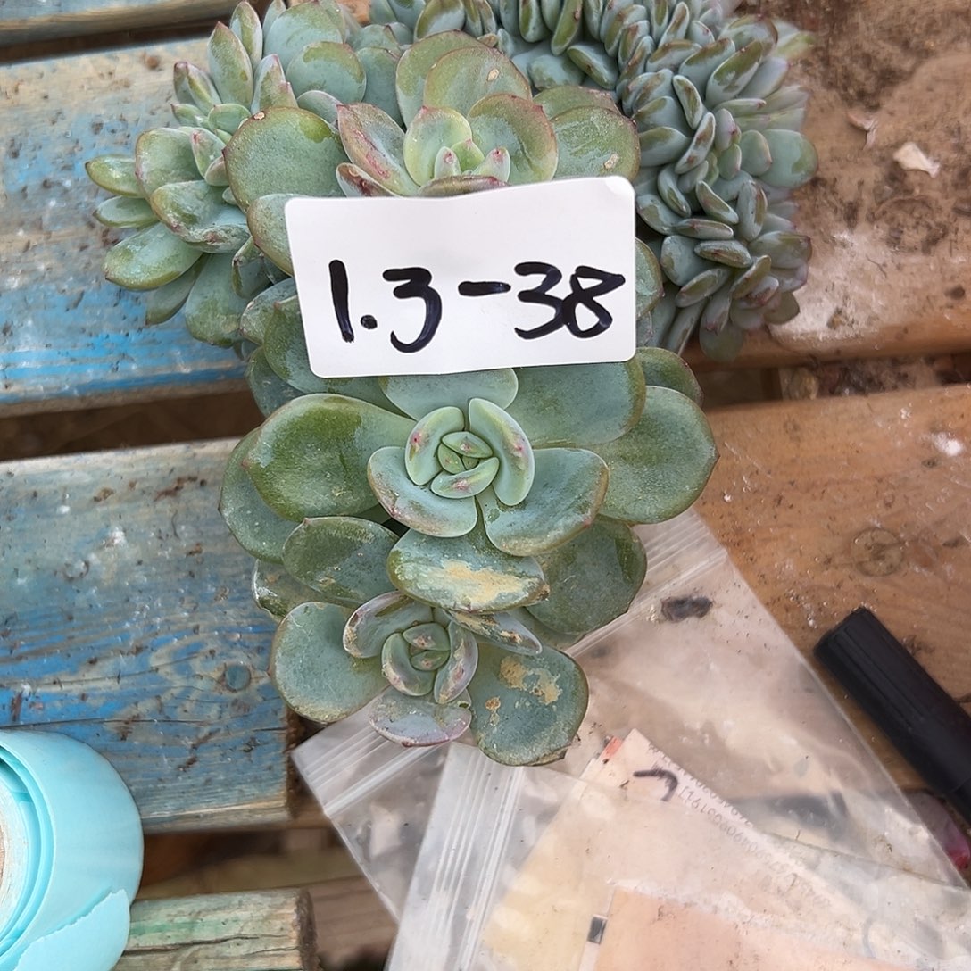 丽***吖1.3-38凤橙缀多肉植物