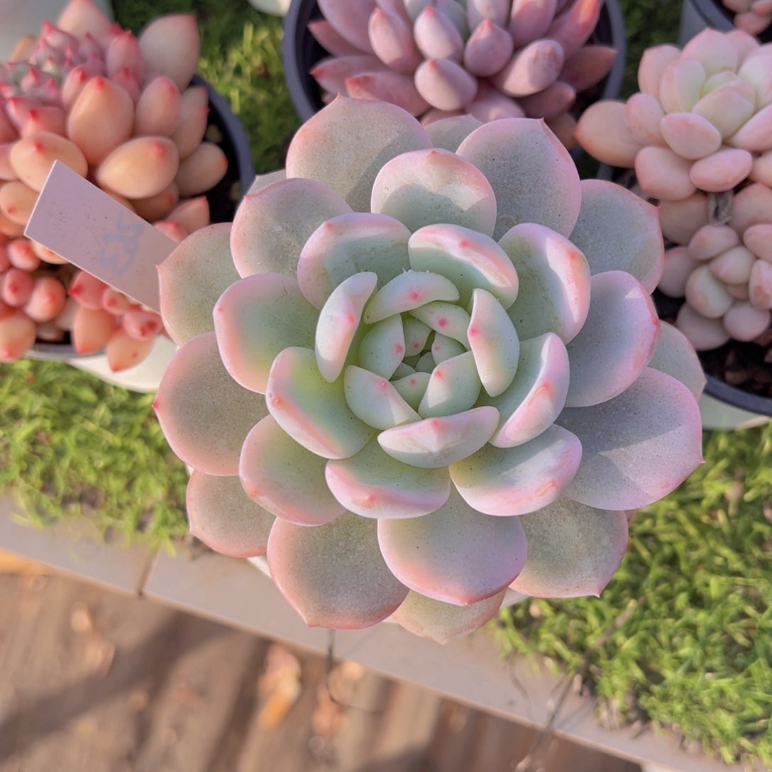 香玉等多种名贵的