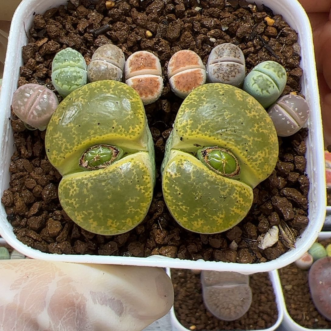 生石花多肉彩拼一盆