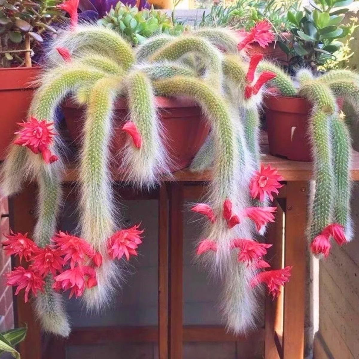 开花九尾狐多肉植物12-15厘米左右盆栽长毛系带正宗九尾狐多肉