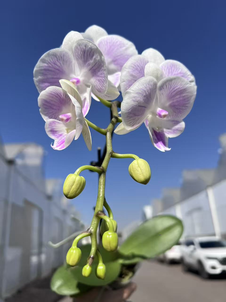 鲜花 蝴蝶兰【养乐多 】带花带花苞 云南昆明基地直发