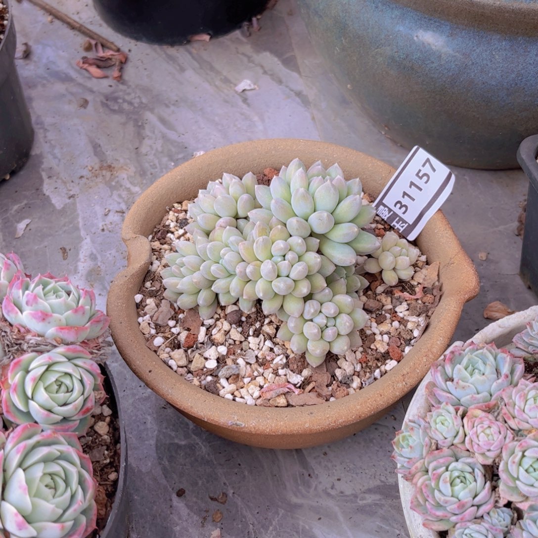 小叶奶糖多肉植物31157