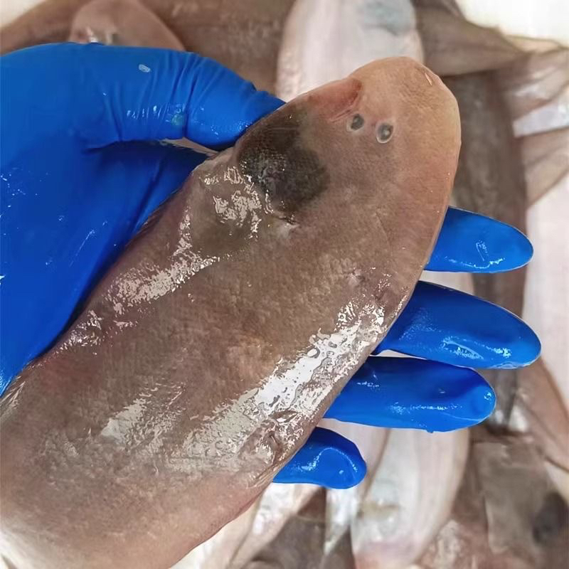 野生海捕大条龙利鱼 肉质细嫩 香煎超好吃