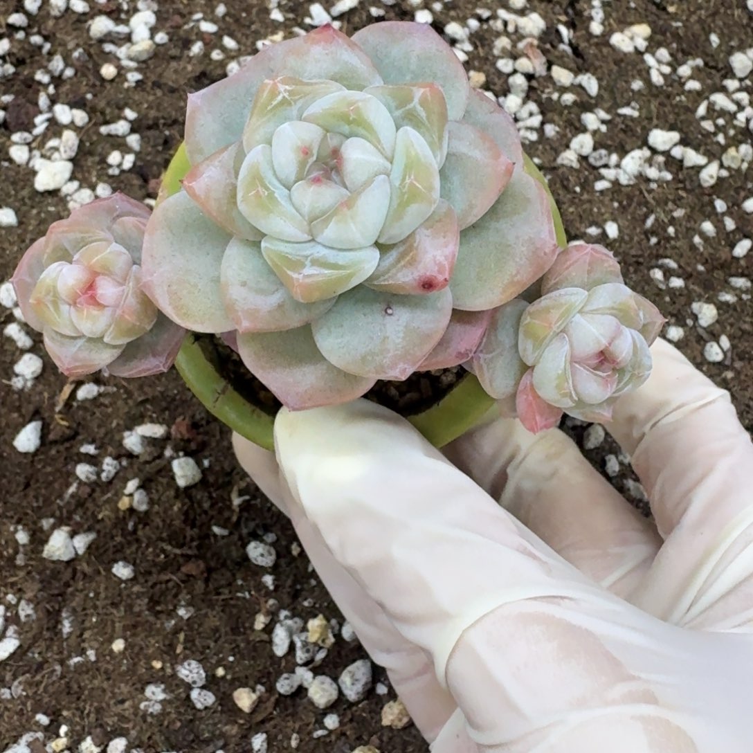 沫****一物一拍不退不换