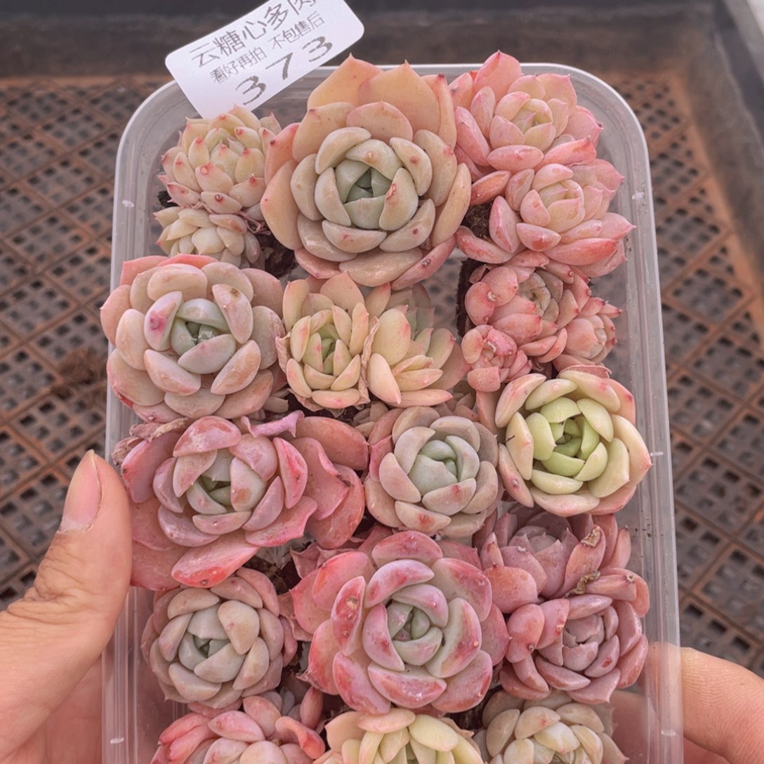 云糖心多肉植物373