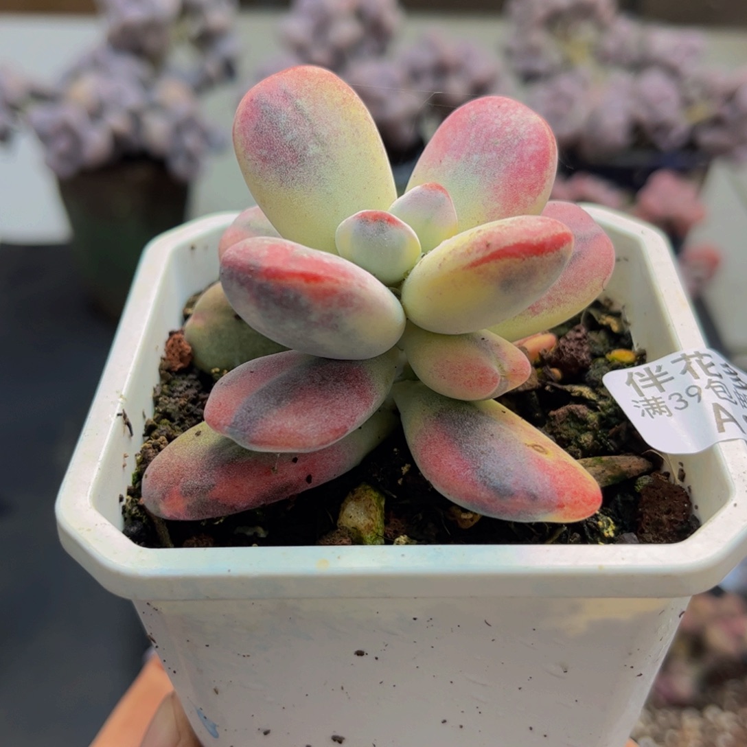 893/5cm乒乓福娘锦多肉植物