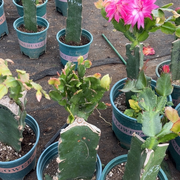 若***来22号白重白色花00000