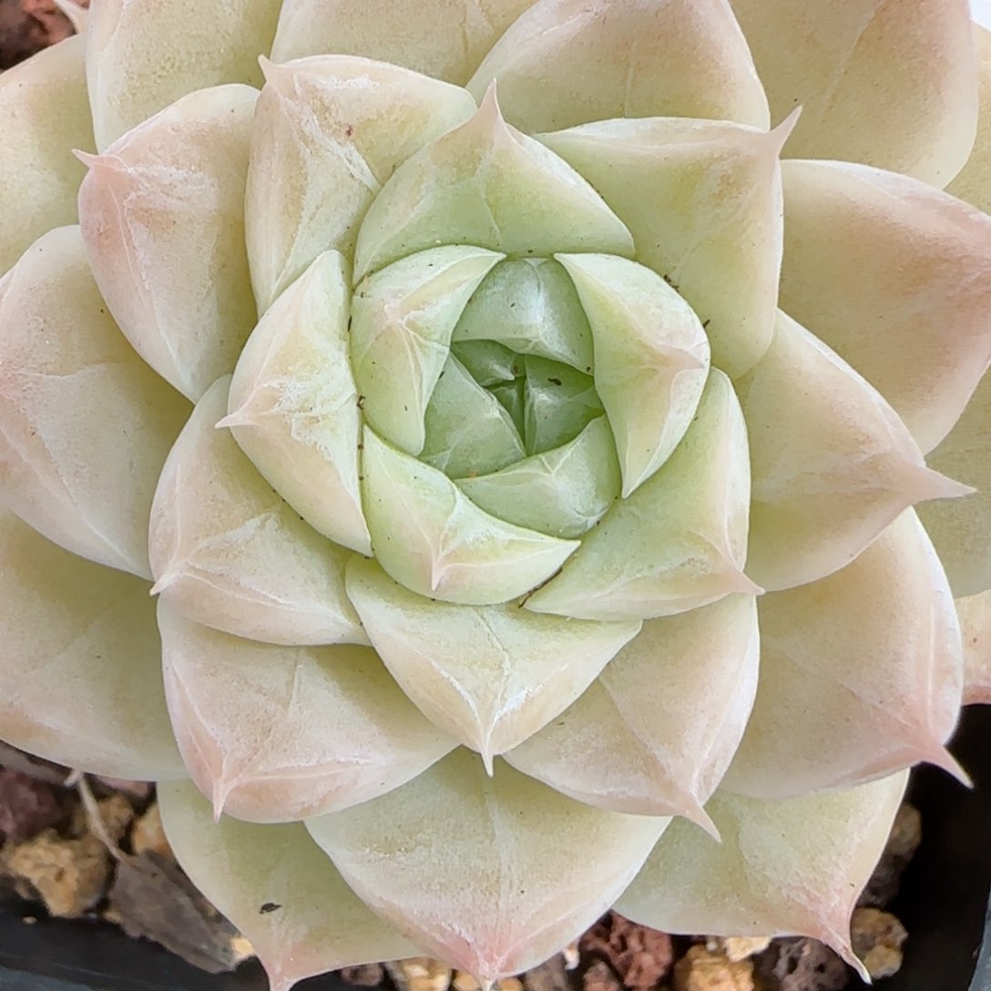 花语逸镜0206-390