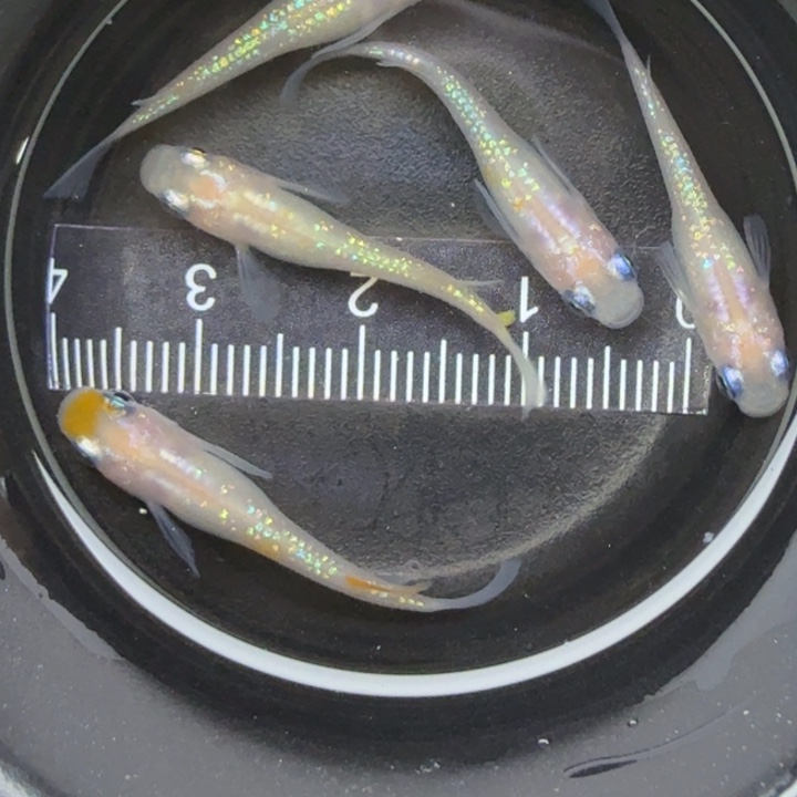 青鳉鱼粉王华23号