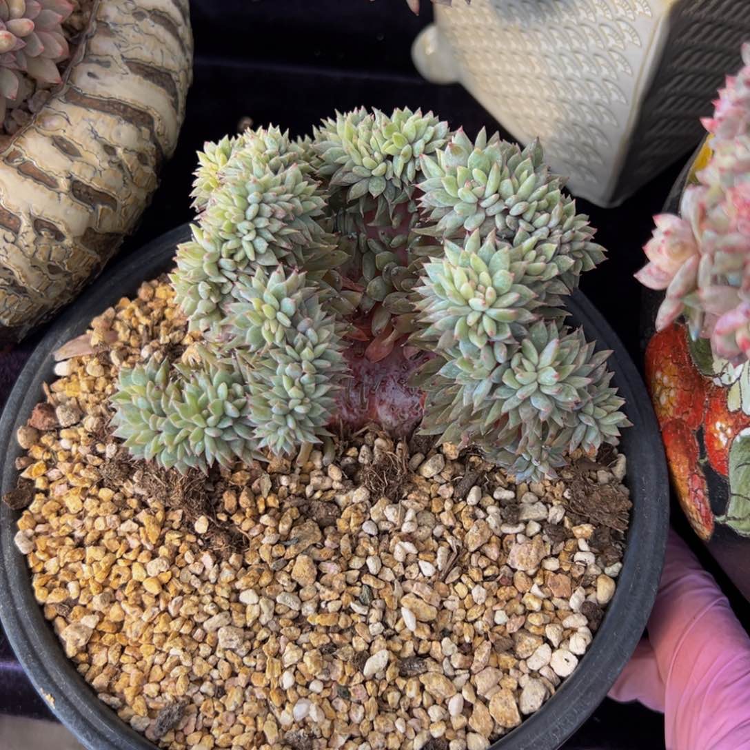 -***-星海拍卷 新年快乐 新年快乐